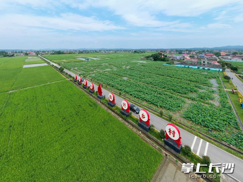  回龙铺镇沿河村美丽屋场道路上，一边是良田万亩一边荷花飘香。