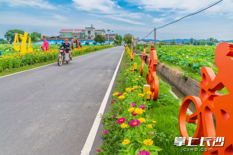 回龙铺镇沿河村美丽屋场道路两旁花卉成片盛开，美不胜收。 均为长沙晚报全媒体记者 陈飞 摄