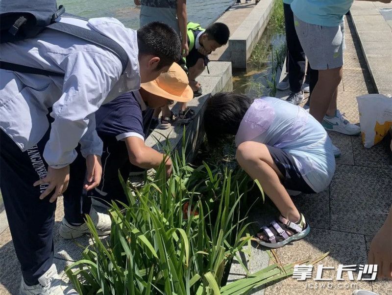 同学们正在寻找福寿螺。