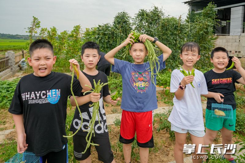 孩子们在家长带领下，采摘蔬菜，做农家柴火饭。全媒体记者 陈飞 摄