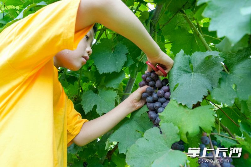 摘葡萄