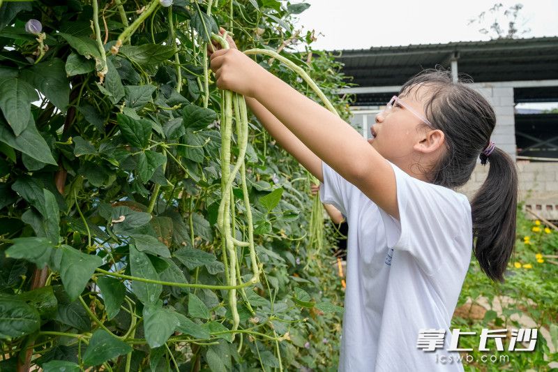 孩子们在家长带领下，采摘蔬菜 