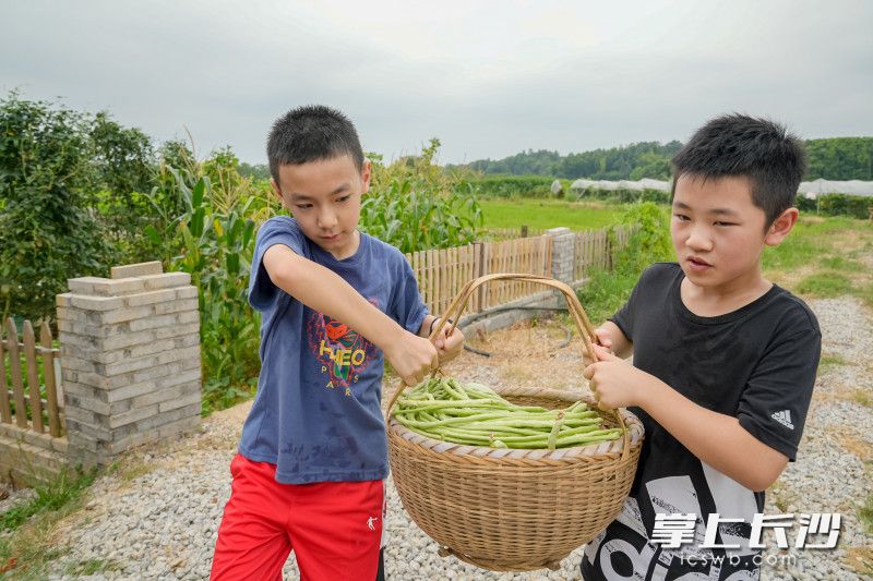 孩子们在家长带领下，采摘蔬菜，做农家柴火饭 