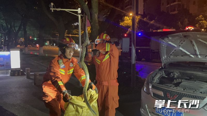 消防救援人员从面包车引擎盖中抓出一条2米长的菜花蛇。均为长沙晚报通讯员 刘荃菁 供图