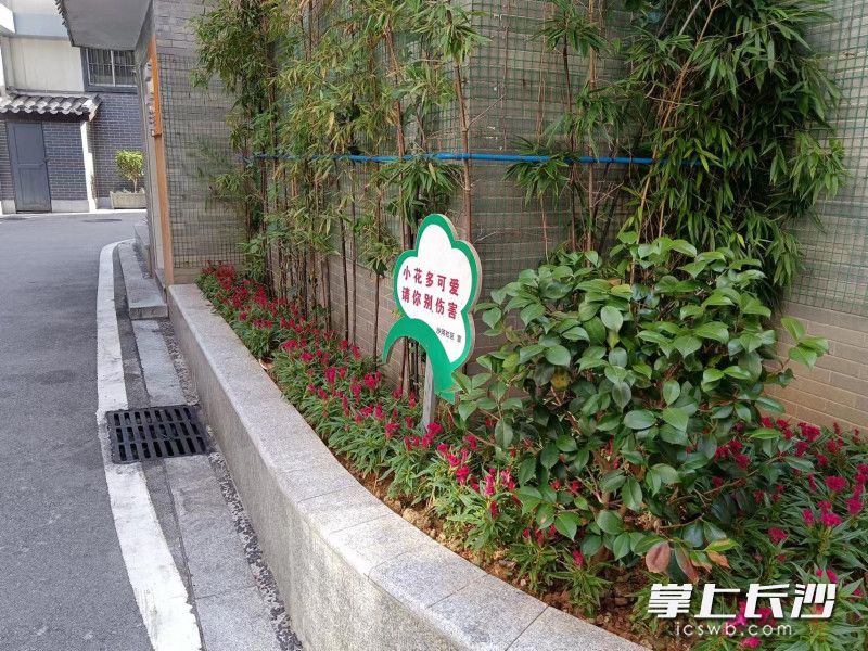 综合整治提升后的小巷绿化带，花繁叶茂。