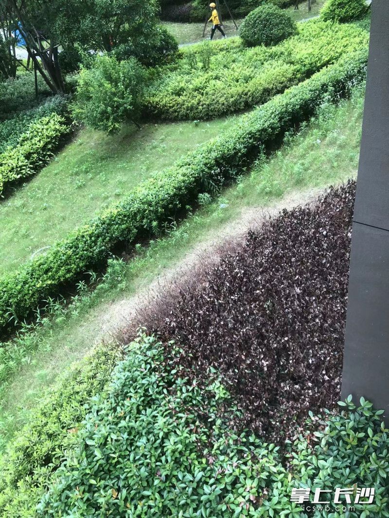 28栋楼上业主拍下的灌木死亡的图片 业主供图