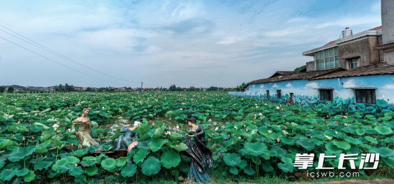 碧荷湾美丽屋场，千亩池塘里荷花竞相绽放。 图片均为全媒体记者 陈飞 摄