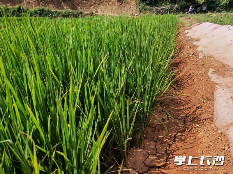 连日晴热少雨，地里的水稻出现缺水现象。均为长沙晚报通讯员 胡宇波 供图