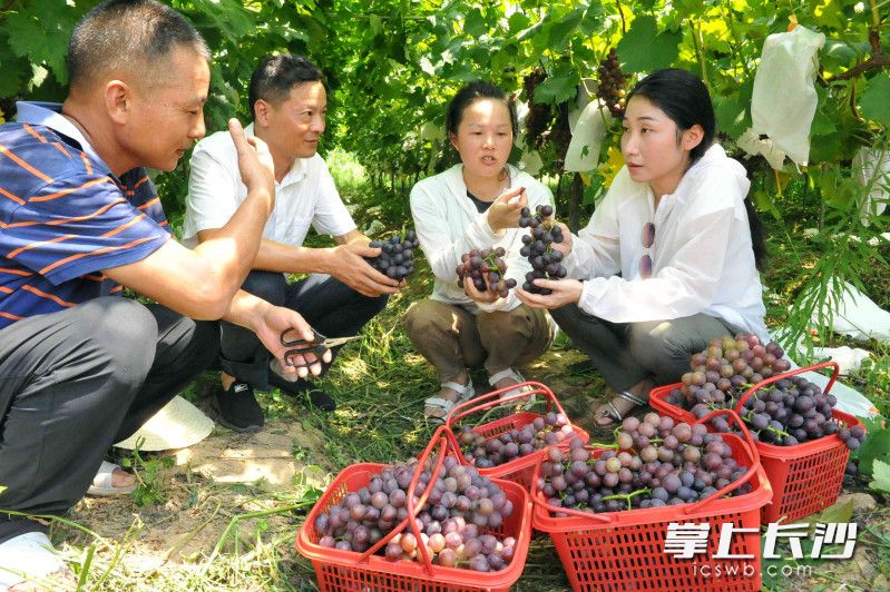 游客在葡萄藤下采摘、纳凉，相得益彰。图片均为长沙晚报全媒体记者 贺文兵 摄