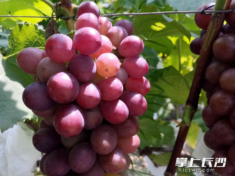 一串串晶莹剔透、珠圆玉润的葡萄令人垂涎欲滴。