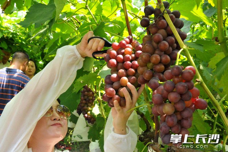 葡萄藤下采摘纳凉活动推出后，每天都有游客光顾。