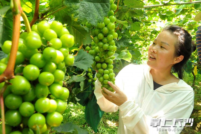 易小平的葡萄园里挂果的葡萄大概还有4万公斤，但她对销售有信心。