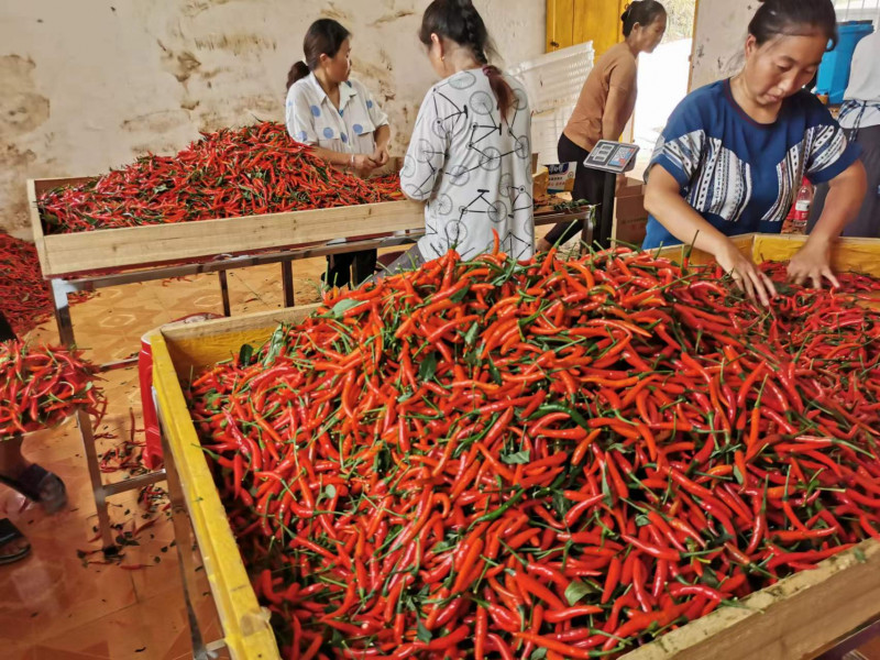 村民正在细心挑拣辣椒打包。