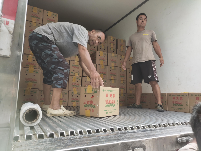 打包好的辣椒正在装车。