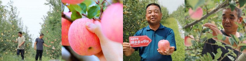 ▲洛川苹果色泽艳丽、品质优良，享誉世界。 （央广网记者苗雁 摄）