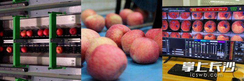▲“王掌柜苹果”的智能苹果分选生产线。（央广网记者苗雁 摄）