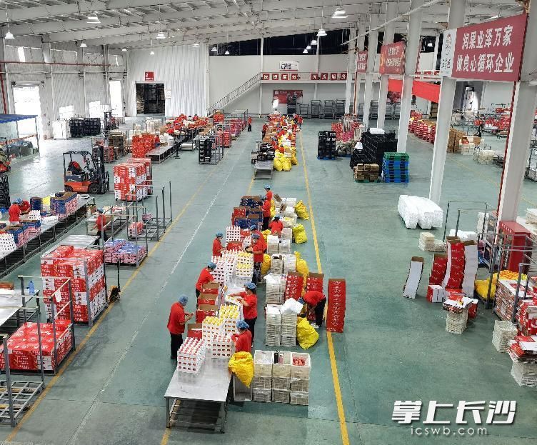 ▲在“王掌柜苹果”的车间，工人们为参加拼多多农货节打包备货。 （央广网记者苗雁 摄）