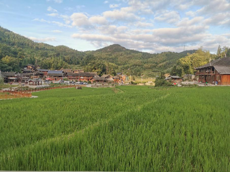 崇木凼水稻基地水稻长势良好。均为通讯员 供图
