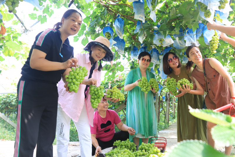 宁乡煤炭坝社区第四届葡萄采摘节启动，吸引了不少游客前来。长沙晚报全媒体记者 张禹 通讯员 周娉 摄影报道