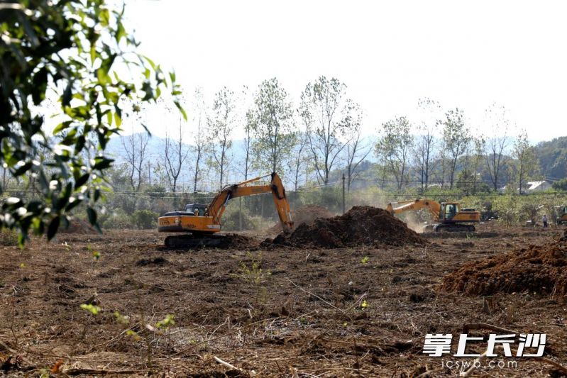 桐木村耕地恢复清表工作进行时。  均为长沙晚报通讯员蒋如梅供图