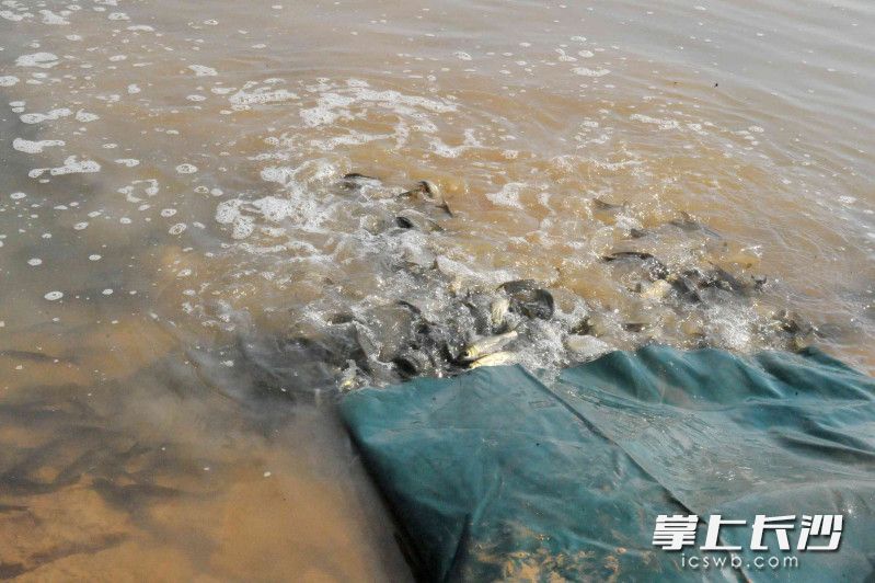 1800万尾鱼苗通过送鱼带游向湘江。 1800万尾鱼苗通过送鱼带游向湘江。