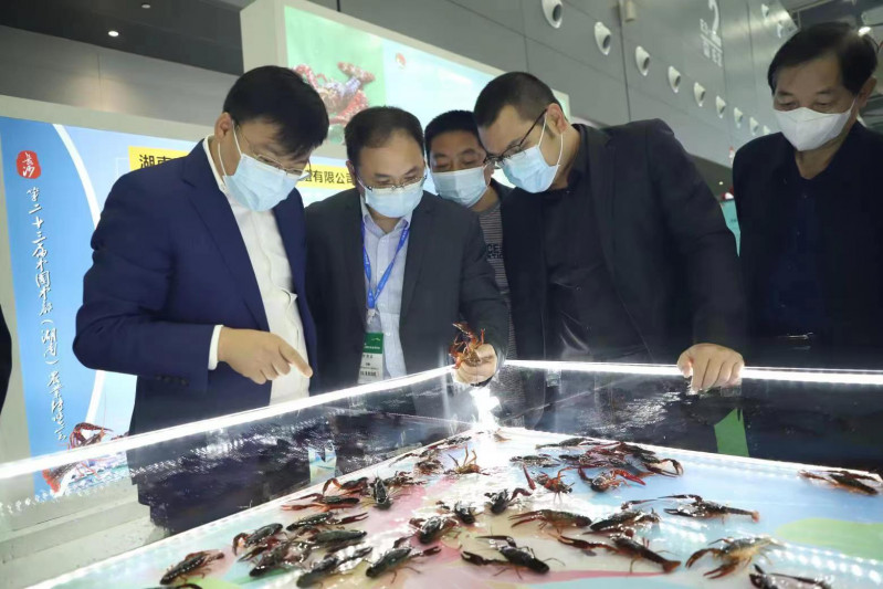 农博会上，望城小龙虾吸引了观众围观。 均为长沙晚报通讯员 严偲 供图