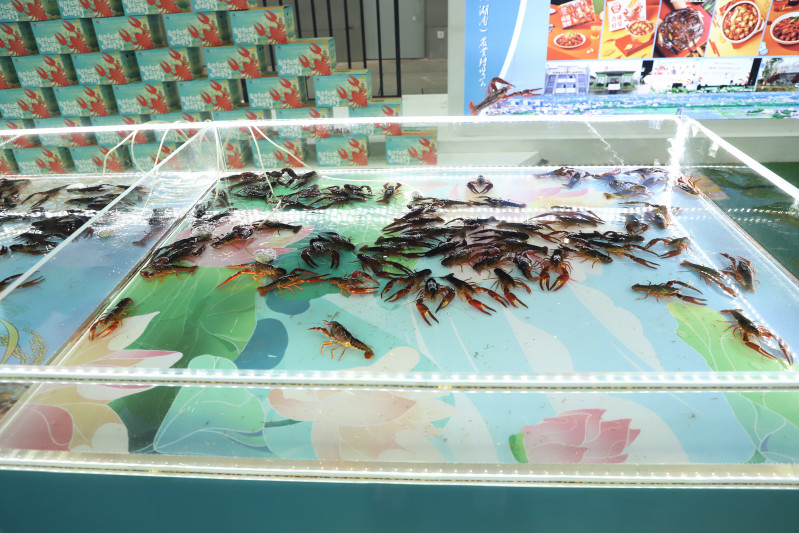 望城小龙虾中的荷花虾，以藕尖嫩叶为食，与荷花共生。