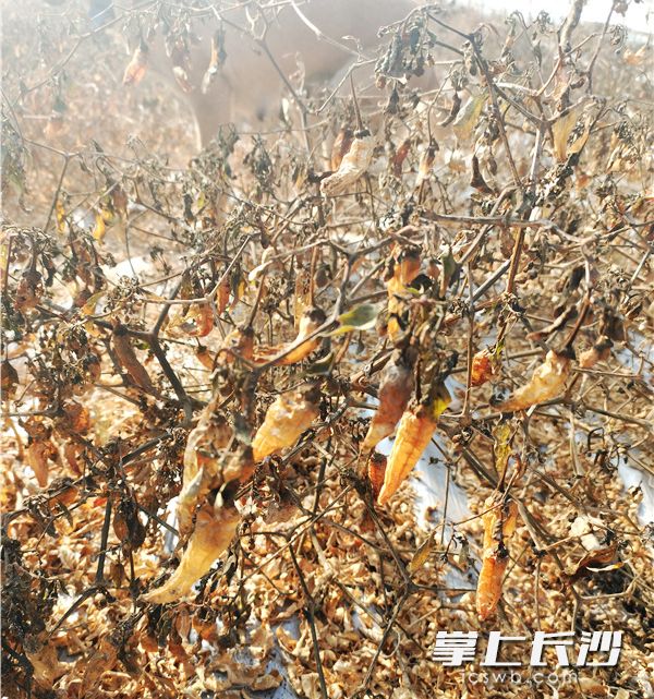 樟树港辣椒树进入冬季枯萎期。
