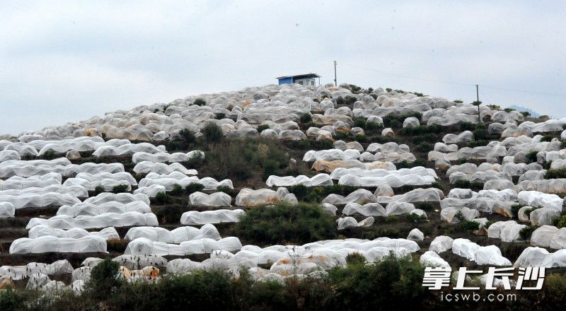 鹤源村沃柑种植基地的沃柑树被保温膜覆盖,如同穿上了“棉衣”。 鹤源村沃柑种植基地的沃柑树被保温膜覆盖,如同穿上了“棉衣”。