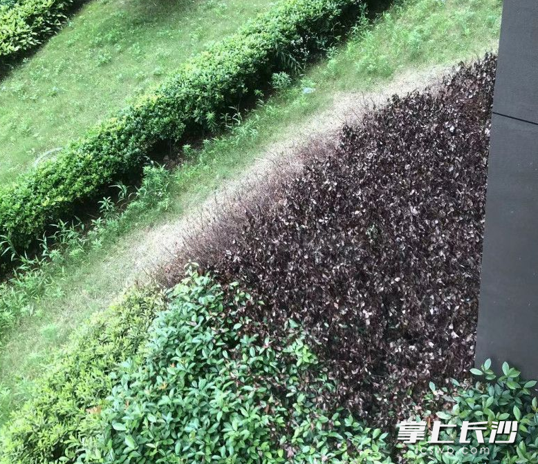 部分损坏的绿化带。