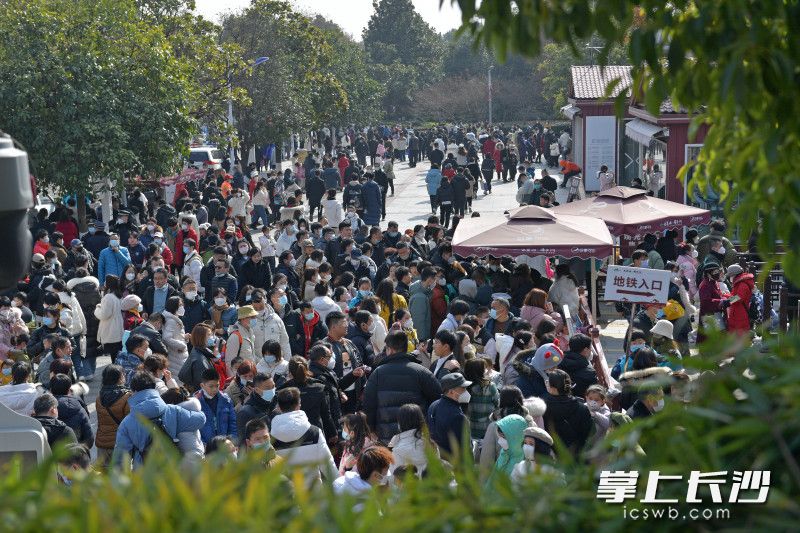 今日是大年初三，天气晴好，长沙橘子洲景区迎来了游客大幅增长。 均为长沙晚报全媒体记者 王志伟 摄