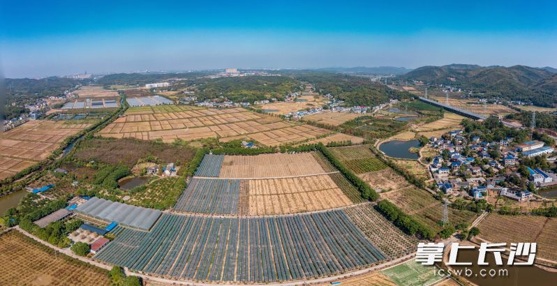 在宁乡夏铎铺镇凤桥社区，时代阳光水果种植基地一片生机勃勃的景象。长沙晚报全媒体记者 陈飞 摄