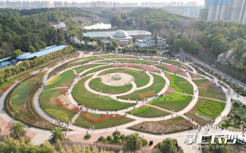3月6日，省植物园郁金香盛开，许多游客来此打卡。长沙晚报全媒体记者 易亿 摄