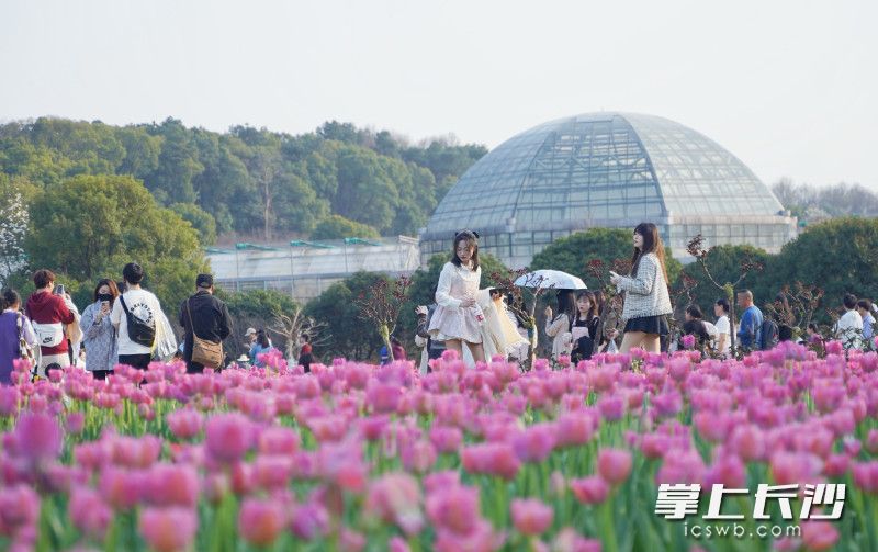 植物园不同品种花色的郁金香引得游客驻足拍照。长沙晚报全媒体记者 易亿 摄