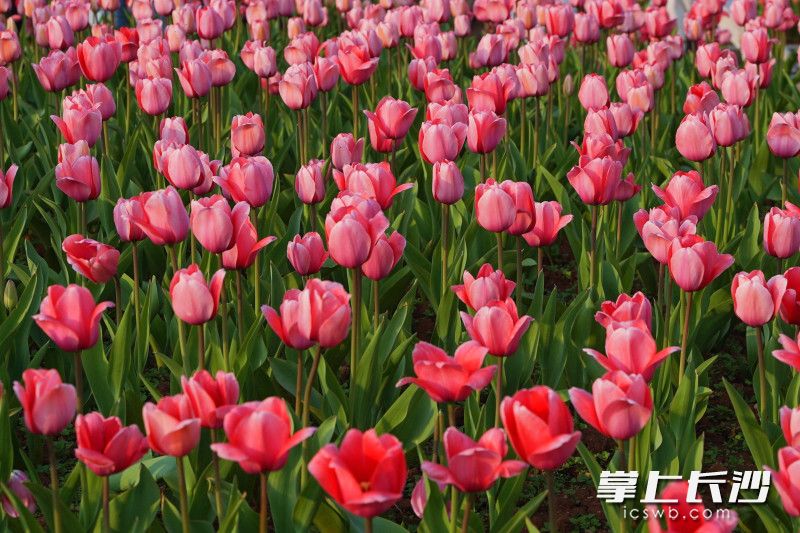 目前，省植物园有郁金香30个品种、40万个种球。长沙晚报全媒体记者 易亿 摄