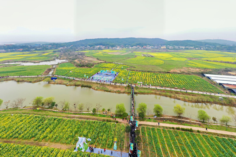 堤垸里，万亩油菜花竞相开放，与远山近水交相辉映，“笑”迎八方来客。  均为长沙晚报全媒体记者 陈飞 摄