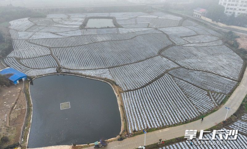 航拍下老粮仓镇的50余亩烟田。 航拍下老粮仓镇的50余亩烟田。