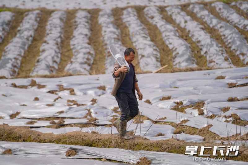 谢君杰是村里的种粮大户。 谢君杰是村里的种粮大户。