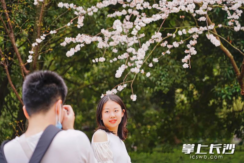 8日，在望月公园樱花树下拍摄写真的市民。长沙晚报全媒体记者 刘攀 摄