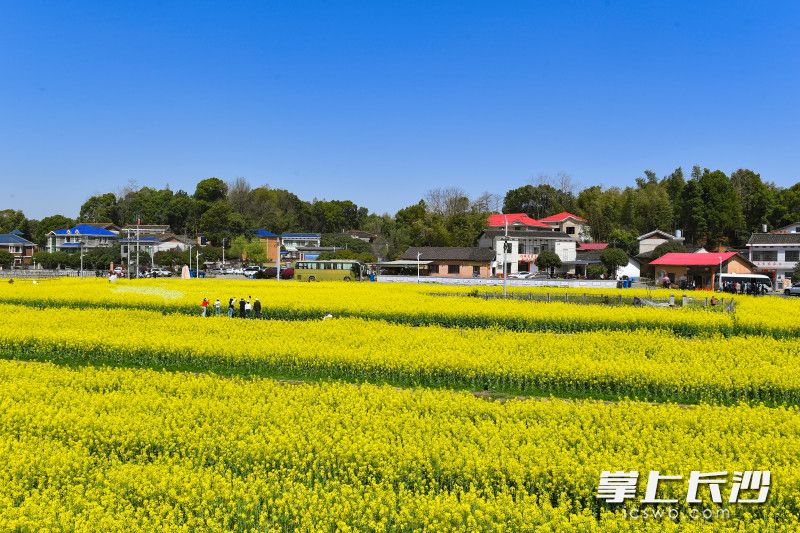 望城茶亭油菜花如期而至，向阳而生。长沙晚报全媒体记者 邹麟 摄