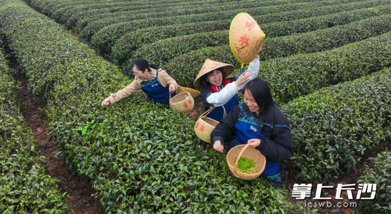 3月29日，游客们在长沙县金井镇茶园里愉快地采茶。均为长沙晚报全媒体记者 郭雨滴 刘晓敏 摄