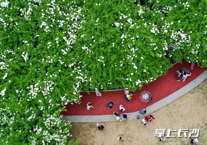 成片木绣球花下，游客们正在打卡拍照。图片均为长沙晚报全部媒体记者 邹麟 摄