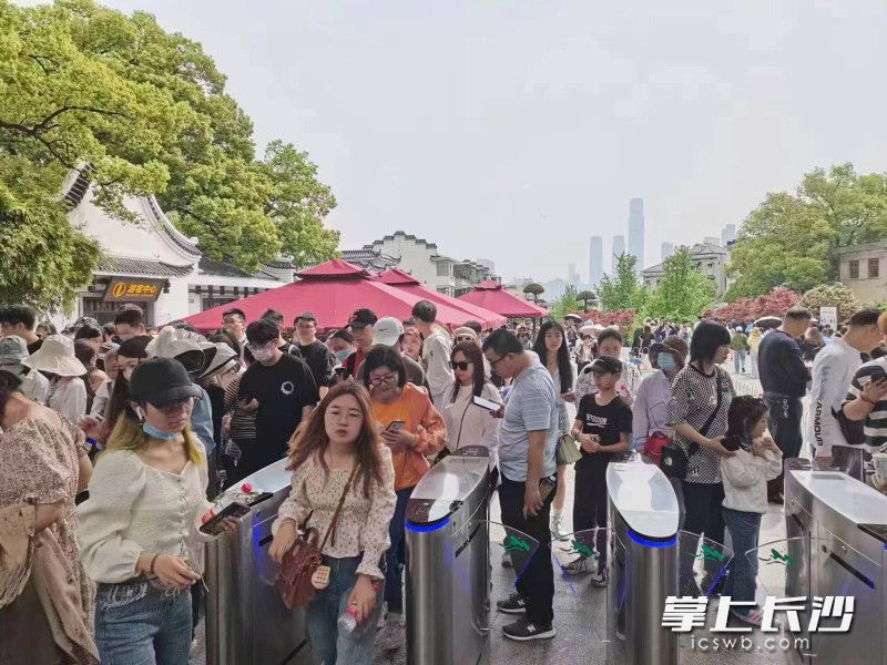 今日岳麓山游客。均为通讯员 张劲佳 供图