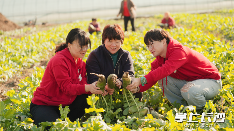 ▲张晓恬（左）、张岩林（右）与西槐庄村委会工作人员（中）一起收获萝卜。▕ 科技小院学生供图