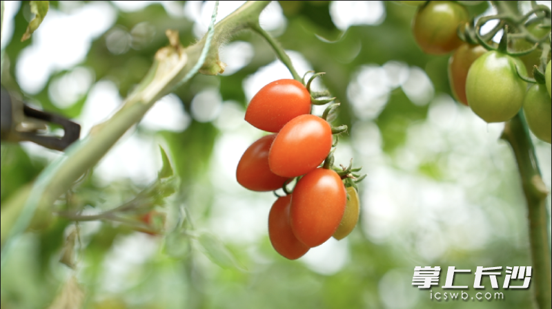 ▲凭借轻卡路里、超低热量、甜蜜多汁等优势,小番茄深受都市白领、健身达人的喜爱。 薛童 | 摄 ▲凭借轻卡路里、超低热量、甜蜜多汁等优势,小番茄深受都市白领、健身达人的喜爱。 薛童 | 摄