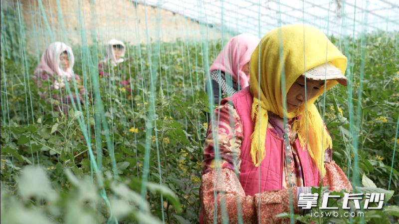 ▲种植釜山88小番茄需要从耕作、底肥、育苗移栽、自然授粉、温湿度管理等方面精心打理。 薛童 | 摄 ▲种植釜山88小番茄需要从耕作、底肥、育苗移栽、自然授粉、温湿度管理等方面精心打理。 薛童 | 摄