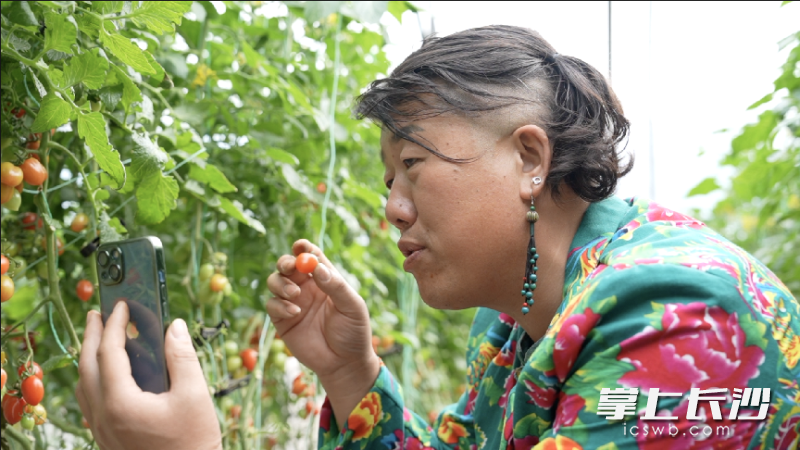 ▲身着女款上衣、梳着辫子、戴着大耳环的郭从锋经常直播售卖小番茄。 薛童 | 摄 ▲身着女款上衣、梳着辫子、戴着大耳环的郭从锋经常直播售卖小番茄。 薛童 | 摄