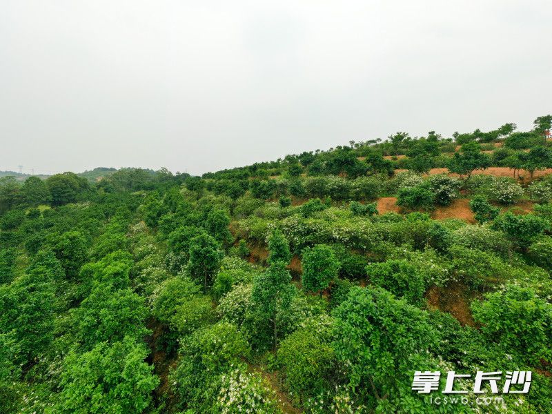 位于宁乡市喻家坳乡的栀子花基地。 均为长沙晚报全媒体记者陈飞摄