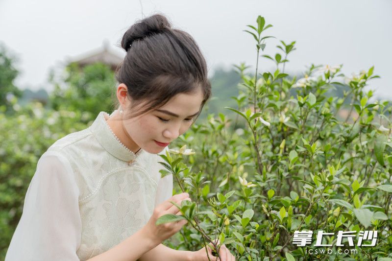 游客细品栀子花香，体验着初夏时节的美好时光。