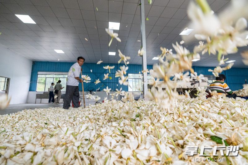 喻家坳栀子花生产车间，栀子花堆成小山，香气扑鼻。